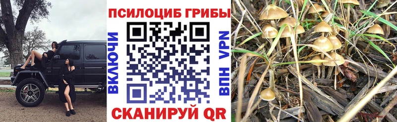 купить   Россошь  Галлюциногенные грибы прущие грибы 